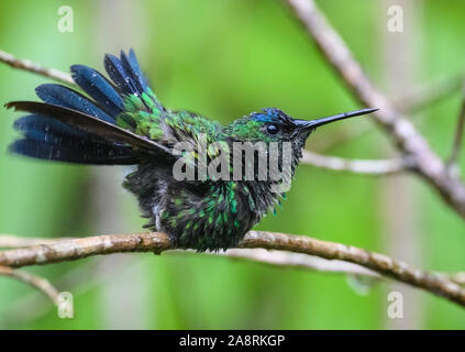 A Violet-capped Woodnymph (Thalurania glaucopis) dancing in the rain. Bahia, Brazil, South America. Stock Photo