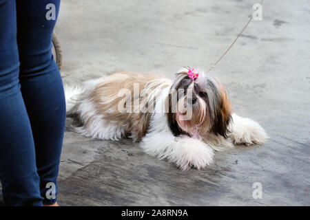 Shih Tzu is brown color with black strands on the ears. On the head of Shih Tzu is a hairpin in the form of a pink flower. The dog lies on a gray floo Stock Photo