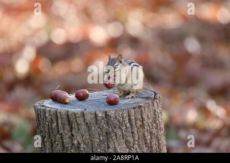 An eastern chipmunk finding acorns in the Fall Stock Photo
