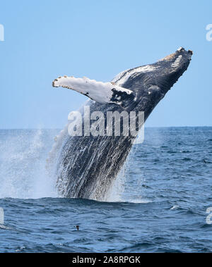 A breaching humpback whale leaps out of the ocean with a splash as water streaming off him falls back to the sea. Stock Photo