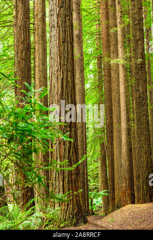 Californian redwood forest in the Great Otway National Park in Victoria, Australia Stock Photo