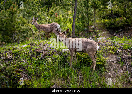 A pair of adolescent mule deer at Custer State Park in the Black Hills of South Dakota. Stock Photo