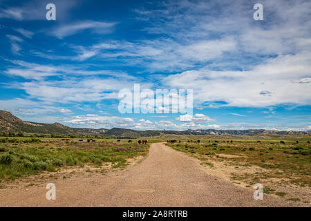 A herd of Hereford cattle graze in a pasture in the shadow of the Laramie Mountains in Wyoming. Stock Photo