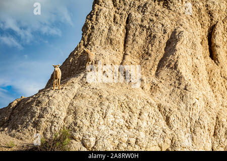 A pair of Bighorn Sheep lambs occupy a rocky outcrop at Badlands National Park in South Dakota. Stock Photo