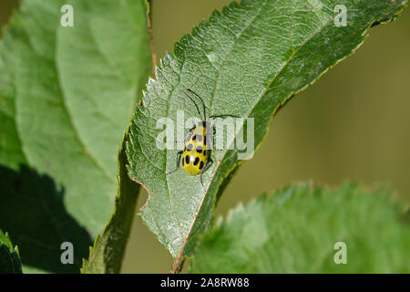 Spotted Cucumber Beetle on Leaf in Autumn Stock Photo