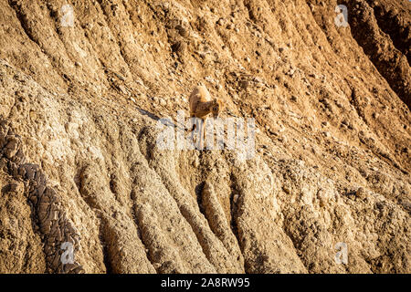 A Bighorn Sheep lamb along the roadway at Badlands National Park In South Dakota. Stock Photo