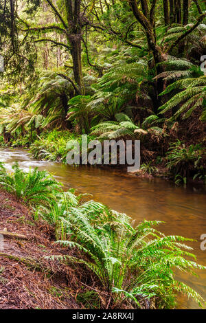 Large ferns in the Californian redwood forest in the Great Otway National Park in Victoria, Australia Stock Photo