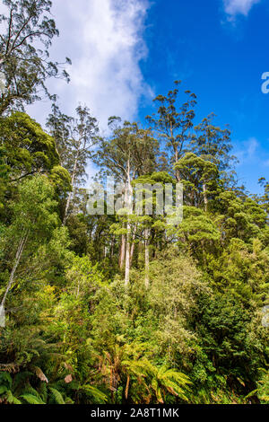 An opening in the tree canopy along  Turtons Track, Otway National Park, Victoria, Australia Stock Photo