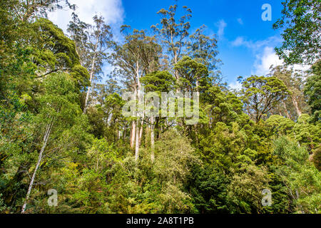 An opening in the tree canopy along  Turtons Track, Otway National Park, Victoria, Australia Stock Photo