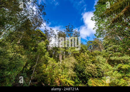 An opening in the tree canopy along  Turtons Track, Otway National Park, Victoria, Australia Stock Photo