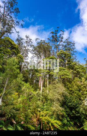 An opening in the tree canopy along  Turtons Track, Otway National Park, Victoria, Australia Stock Photo