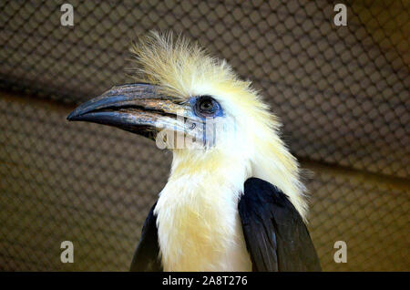 A white crowned hornbill at the Phang Nga Breeding Centre in Phang Nga Thailand Asia Stock Photo