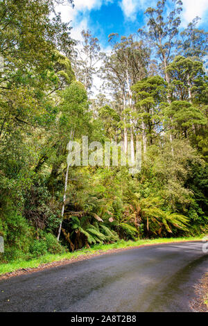 An opening in the tree canopy along  Turtons Track, Otway National Park, Victoria, Australia Stock Photo