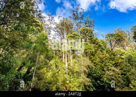 An opening in the tree canopy along  Turtons Track, Otway National Park, Victoria, Australia Stock Photo