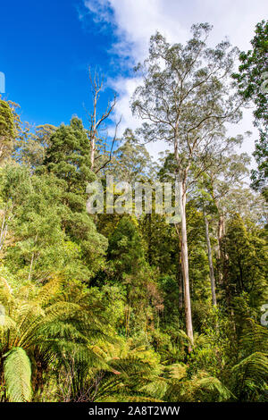 An opening in the tree canopy along  Turtons Track, Otway National Park, Victoria, Australia Stock Photo