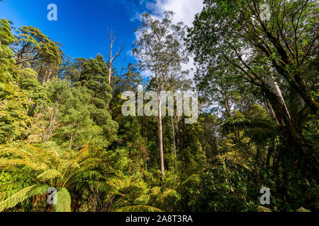 An opening in the tree canopy along  Turtons Track, Otway National Park, Victoria, Australia Stock Photo