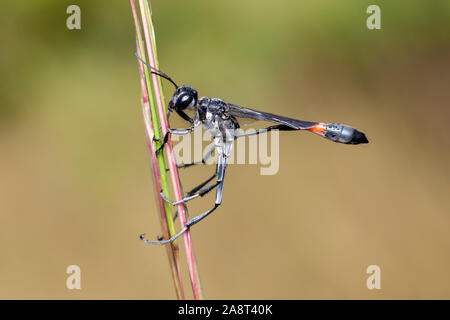 A Thread-waisted Wasp (Ammophila procera) clings to its overnight roost on a grass stem in the early morning. Stock Photo