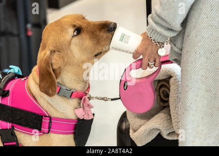 Woman traveler giving her companion dog a drink from her cup at Starbucks Coffee in the Hartsfield-Jackson Atlanta International Airport terminal. Stock Photo