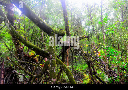 Phang Nga Urban Mangrove forest, an old mangrove forest in Phang Nga Thailand Asia Stock Photo