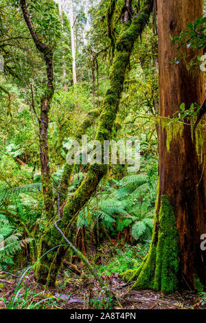 Dense rainforest along Turtons Track, Otway National Park, Victoria, Australia Stock Photo