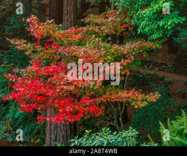 Japanese Maple, Fern Canyon Garden, Mill Valley California Stock Photo