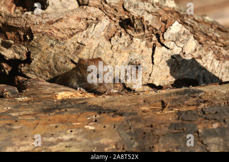 An adorable wild Bank Vole, Myodes glareolus foraging for food in a log pile. Stock Photo