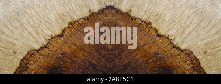 Nature walnut burl wood striped texture background panoramic Stock Photo
