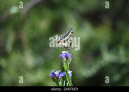 Common swallowtail butterfly Latin papilio machaon on a sea lavender, statice or caspia flower Latin limonium family plumbaginaceae in summer in Italy Stock Photo