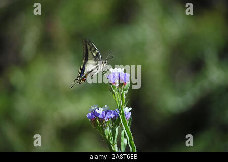 Common swallowtail butterfly Latin papilio machaon on a sea lavender, statice or caspia flower Latin limonium family plumbaginaceae in summer in Italy Stock Photo