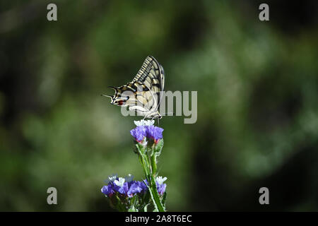 Common swallowtail butterfly Latin papilio machaon on a sea lavender, statice or caspia flower Latin limonium family plumbaginaceae in summer in Italy Stock Photo