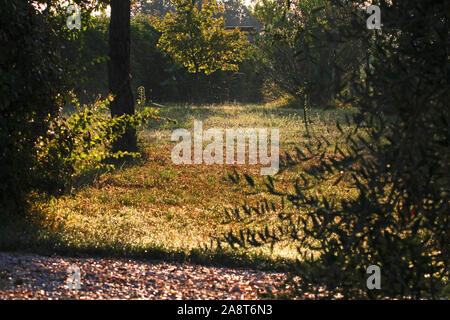 sunlight in the mist in the early morning shining its rays through trees with dew drops on the grass in Italy with olive leaves in the foreground Stock Photo