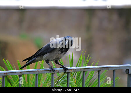 hooded crow Latin corvus cornix in the family corvidae perched on a railing in the centre of Rome near the Colosseum looking at the camera Stock Photo