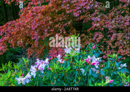 Azalea, Japanese Maple, Redwoods, Fern Canyon Garden, Mill Valley, California Stock Photo