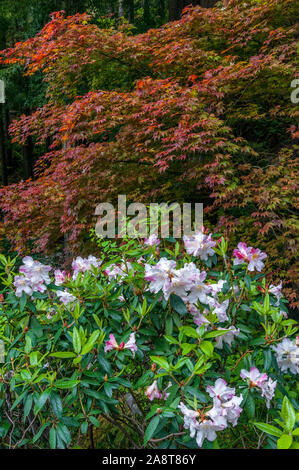 Azalea, Japanese Maple, Fern Canyon Garden, Mill Valley, California Stock Photo