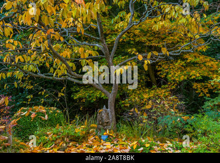 Ganesh, Japanese Kaki Persimmon, Diospyros kaki, Fern Canyon, Mill Valley, California Stock Photo