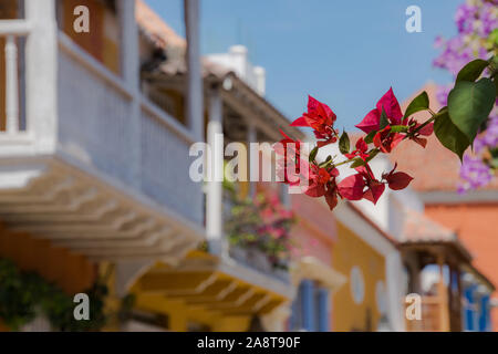 Red Bougainvillea flowers and leaves on a white balcony Stock Photo