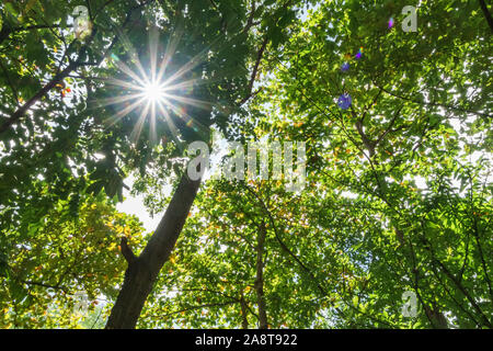 Starburst light in the branches of tall trees Stock Photo