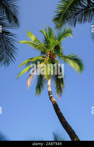 Low angle view of palm tres with clear blue sky