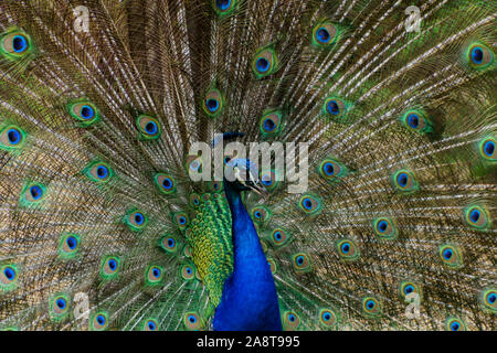 Fully open male royal peacok Stock Photo