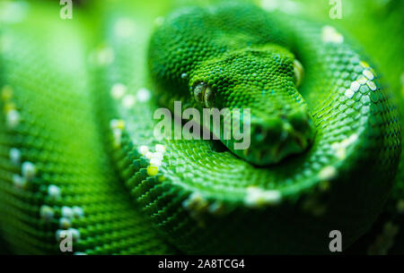A curled up Green Tree Python Stock Photo