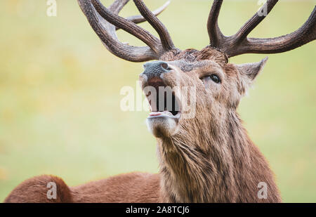 A lone red deer stag calling out in the woodlands of Bushy Park, London England. Taken a cold and misty autumn morning during rutting season Stock Photo