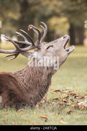 A lone red deer stag calling out in the woodlands of Bushy Park, London England. Taken a cold and misty autumn morning during rutting season Stock Photo