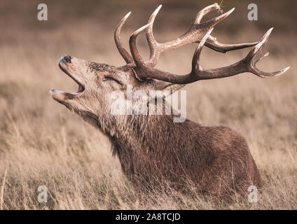 A lone red deer stag calling out in the woodlands of Bushy Park, London England. Taken a cold and misty autumn morning during rutting season Stock Photo