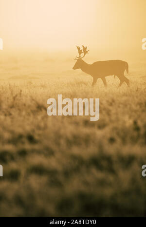 Silhouette of a lone red deer stag in the woodland of Bushy Park, London England, there is a beautiful glow in the background from sunrise. Taken on Stock Photo