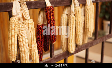 Ripe dried corn cobs hanging on the old wooden wagon - agriculture concept Stock Photo