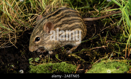 A close up portrait of an african zebra mouse, Lemniscomys, searching for food. This mouse is sometimes known as striped grass mouse Stock Photo