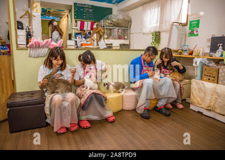 Mimi Rabbit Cafe. Ikebukuro district, Toshima, Tokyo, Japan, Asia Stock Photo