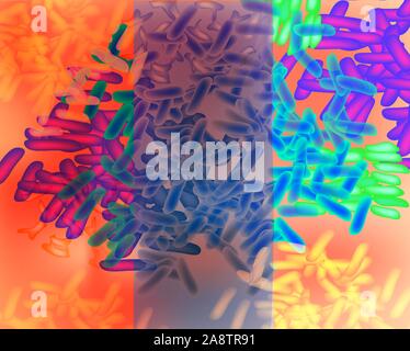 Human colon bacterial flora infographics illustrated intestine anatomy ...