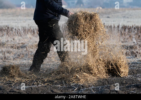 Man working on the field carrying the straw for covering the ground using pitchfork to keep the fertile soil moist and weed-free. Agriculture, farming Stock Photo