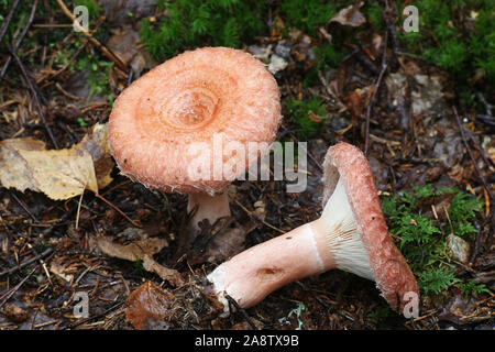 Lactarius torminosus, known as the woolly milkcap or the bearded milkcap, an edible wild mushroom from Finland Stock Photo